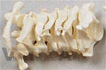 Cervical Vertebrae Column Set (C1 through C7)